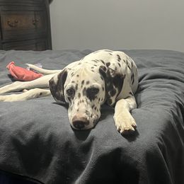 Ghost - Dalmatian