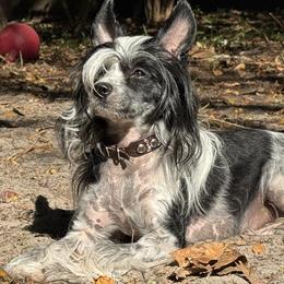 Chickadee - Chinese Crested