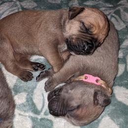 Boerboel Puppies from Askuwheto Boerboels