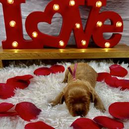 Anastasia (Ana) - Red female Cavapoo puppy in Lancaster, Missouri from Cavapoo Acres