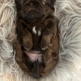 Shih Tzu Puppies from Home Sweet Shih Tzu