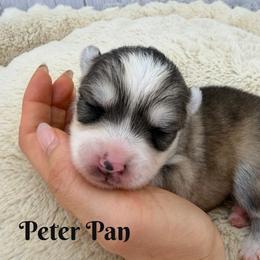 Petter Pan - Silver and white male Pomsky puppy in Eastman, Georgia from Once Upon A Pomsky