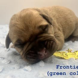 Frontier (Green Collar) - Fawn male Bullmastiff puppy in Carrollton, Texas from Meteora Bullmastiffs