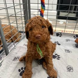 Buzz Lightyear - Red  male Goldendoodle puppy in Moreno Valley, California from Rainbow SoCal Doodles