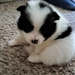 Pomeranian Puppies from Wisco Poms
