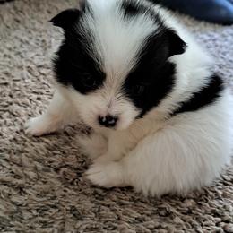 Pomeranian Puppies from Wisco Poms