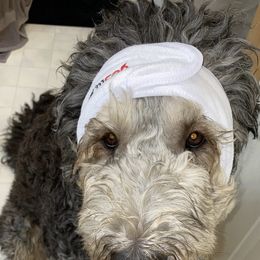 Bernedoodle and Saint Berdoodle All Grown Up from Myt fine doodles