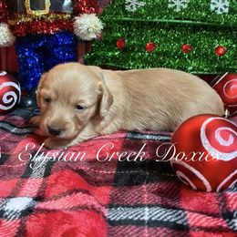 Noel - Cream female Dachshund puppy in Janesville, California from Elysian Creek Doxies