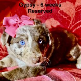 Posy - Red merle female Australian Shepherd puppy in Az, Yuma, Arizona from The Southern Dog