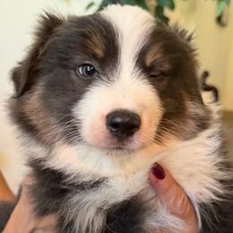 Wesley - Blue merle male Miniature Australian Shepherd puppy in Oroville, California from Puppy Love Ranch Mini Aussies