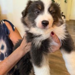 Wesley - Blue merle male Miniature Australian Shepherd puppy in Oroville, California from Puppy Love Ranch Mini Aussies