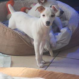 Parson Russell Terrier, Poodle, and Whoodle All Grown Up from Blue Skies Terriers
