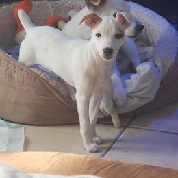 Parson Russell Terrier, Poodle, and Whoodle All Grown Up from Blue Skies Terriers
