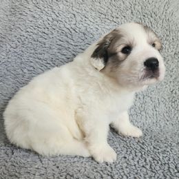 Loki - Red Collar - White and badger male Great Pyrenees puppy in Monmouth, Maine from Flewelling Great Pyrenees