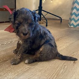Maple - Merle female Goldendoodle puppy in Eaton, Ohio from Dezi’s Sonshine Doodles