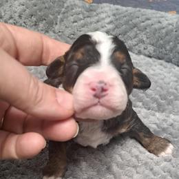 Belle - Tri-color female Bernedoodle puppy in Lafayette, Alabama from Williams Lake Doodles