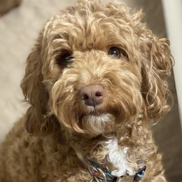 Phyllis - Goldendoodle