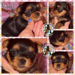 Violet - Black and tan female Yorkshire Terrier puppy in London, Kentucky from Soto Yorkies