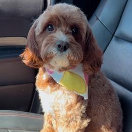 Ginger - Cavapoo