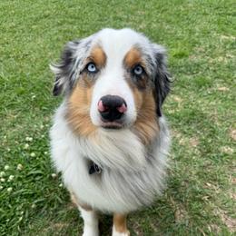 Blu - Miniature Australian Shepherd