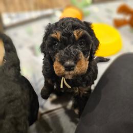 Mint collar - Phantom female Bernedoodle puppy in Shelby, North Carolina from Forever Grateful Doodles