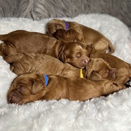 Assorted Doodle Crosses, Australian Labradoodles, Cavachons, and Cavapoos from Bark & Bramble Cavapoochons