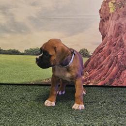 Boxer Puppies from Puppy Patch