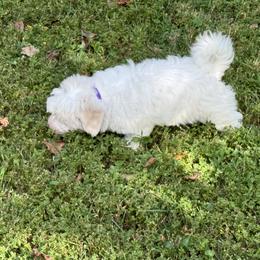 Coton de Tulear Puppies from Smoky Mountains Cotons