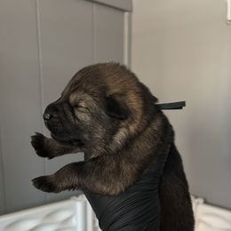 Denim - Sable female German Shepherd puppy in Knowlton Township, New Jersey from Augenblick Kennels