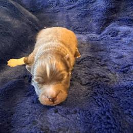 Valentina - Chocolate female Pomsky puppy in Bucyrus, Missouri from Hill Top Pomskies