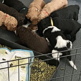 Poodle Puppies from Cano Homestead Poodles