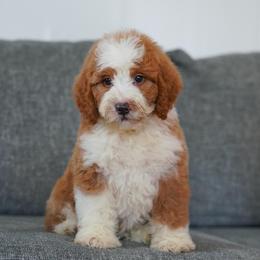 Rusty - Red male Bernedoodle puppy in Dundee, Ohio from Down Home Doodle