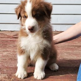 Australian Shepherds from Bur Oak Aussie's