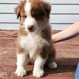 Australian Shepherds from Bur Oak Aussie's