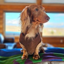Torben - Dachshund