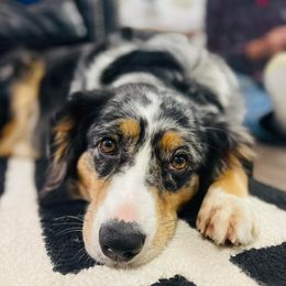 Paisley - Australian Shepherd
