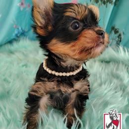Hyacinth Bridgerton - Black and tan female Yorkshire Terrier puppy in California from Corazon de gigante