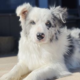 Border Collies from I&A Border Collies