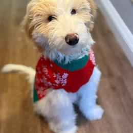 Bernedoodle, Goldendoodle, and Sheepadoodle Puppies from High Desert Doodles