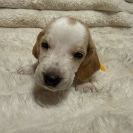 Basset Hound Puppies from CK Beagles & Bassets