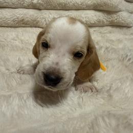 Basset Hound Puppies from CK Beagles & Bassets