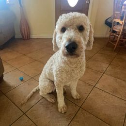 Goldendoodle All Grown Up from Dutch Doodles