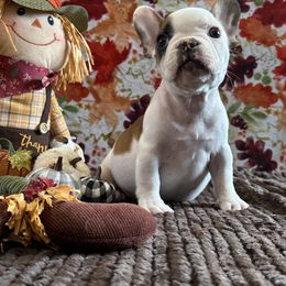 French Bulldog Puppies from Scarlet Sons Frenchies