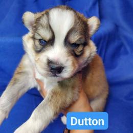 Siberian Husky puppies from April's Huskies