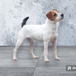 Flyy - Jack Russell Terrier
