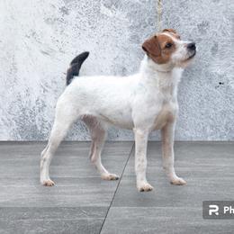 Flyy - Jack Russell Terrier