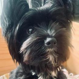 Yorkshire Terrier All Grown Up from Betterthan Chocolate Yorkies