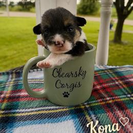 Kona - Black and tan male Pembroke Welsh Corgi puppy in Rose, Nebraska from Clearsky Corgis