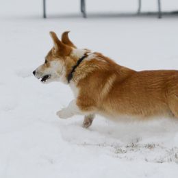 Goldendoodles and Pembroke Welsh Corgis from MAS Genetics