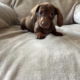 Stanley - Chocolate male Dachshund puppy in Milroy, Pennsylvania from Not Your Average Weiner